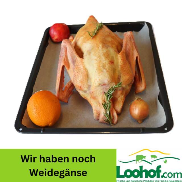 🪿 Festtagsgenuss vom Loohof 🪿

Gute Nachrichten für alle Festtagsköch:innen:
Wir haben noch Weidegänse verfügbar! 🌿

Unsere Gänse stammen aus eigener artgerechter Weidehaltung und eignen sich perfekt für einen traditionellen, genussvollen Festtagsbraten – zart, aromatisch und von bester Qualität. ✨

Ideal für Weihnachten oder ein gemütliches Winteressen mit Familie und Freunden.

❓Wie bereitet ihr eure Gans am liebsten zu – klassisch mit Rotkraut oder mit eurer ganz eigenen Note?

#Loohof #Weidegans #Festtagsbraten #Weihnachtsessen #RegionalGeniessen #DirektvomHof #SchweizerGeflügel #Wintergenuss